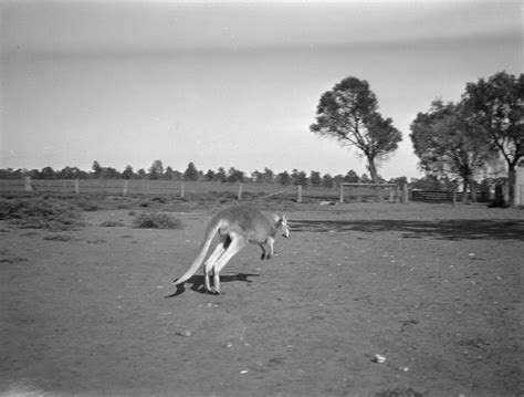 Kangaroo hopping. | Free Photo - rawpixel