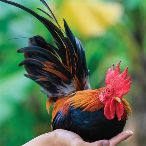 Fill Your Coop With These Red Breeds This February - Murray McMurray ...