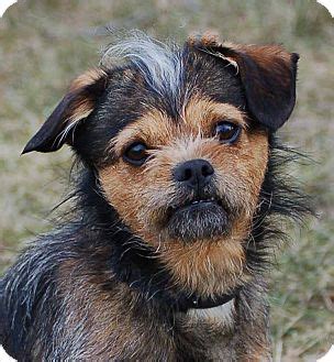 Champ | Adopted Dog | Mora, MN | Border Terrier/Yorkie, Yorkshire Terrier Mix