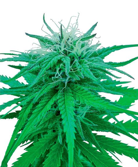 Ruderalis Indica® Seeds - Sensi Seeds