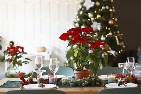 7 Poinsettia Arrangement Ideas for Every Type of Home | Apartment Therapy