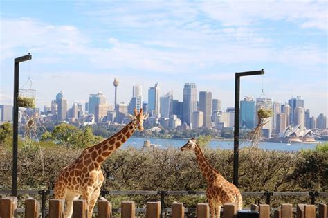 taronga zoo