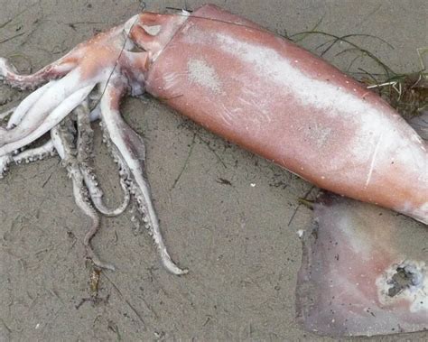 Humboldt squid | Zoopedia Wiki | Fandom