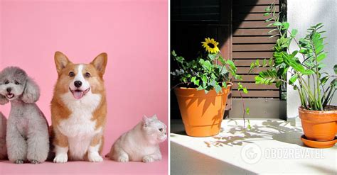 5 of the most dangerous plants for pets