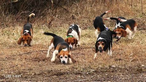 Beagle Dog Hunting