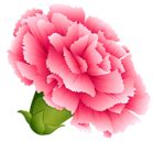 Pink Carnation PNG Clipart Image | Gallery Yopriceville - High-Quality Free Images and ...
