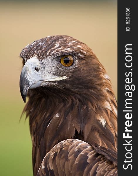 Golden Eagle Face - Free Stock Images & Photos - 8261388 | StockFreeImages.com