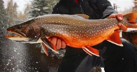 Splake vs Lake Trout: Key Differences Explained