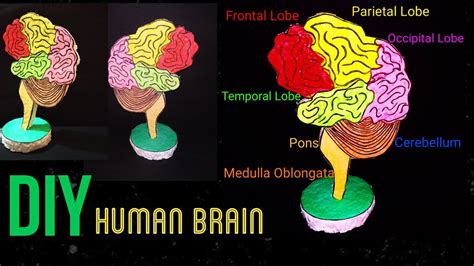 How to make Brain Model for School Project/ Brain Model DIY/ Brain Model Science Project - YouTube