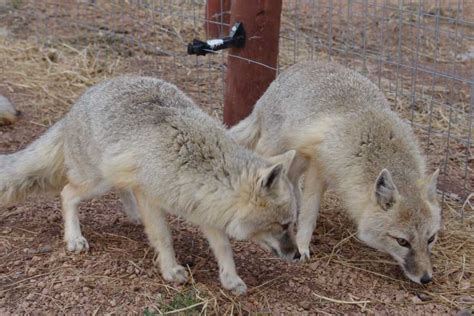 Swift Fox Facts, Pictures & Information. North American Wild Dog Species