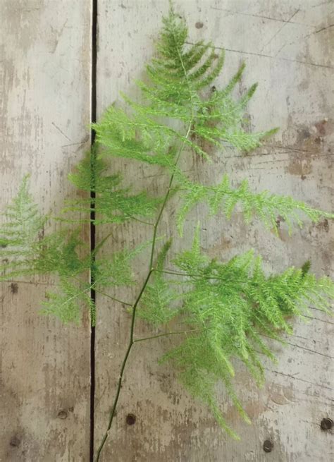 plumosa fern - might be better than the amaranthus - definitely lighter ...