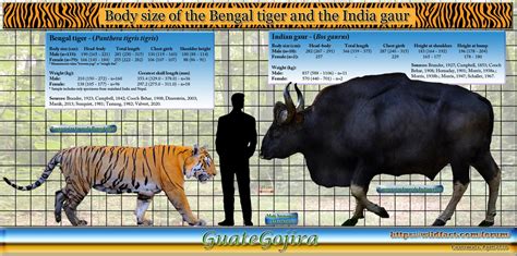 Modern weights and measurements on wild tigers