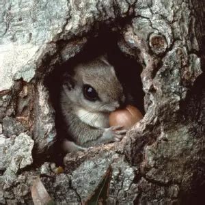 Southern Flying Squirrel - Facts, Diet, Habitat & Pictures on Animalia.bio