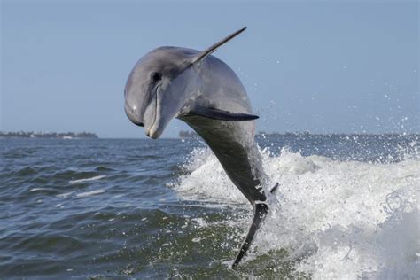 Dolphins change their behavior to adapt to coastal development • Earth.com