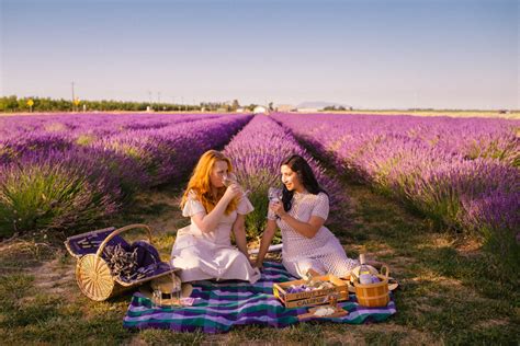 California's Dreamy Lavender Fields: The Ultimate Guide to Summer Blooms