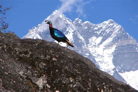 danfe(lopophorous)- national bird of nepal | Beautiful birds, Pet birds ...