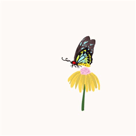 Gif Animations Butterfly