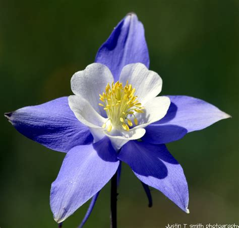 Colorado Blue Columbine Aquilegia Caerulea 20 Seeds free US - Etsy