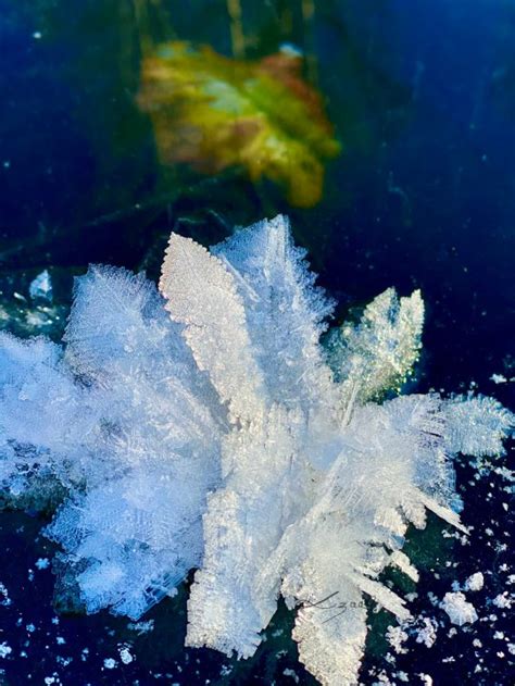 Rare frost flowers have been spotted across B.C. Here’s how they are formed | Globalnews.ca