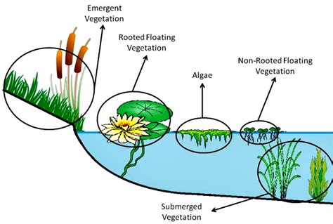 Aquatic Vascular Plant Adaptations