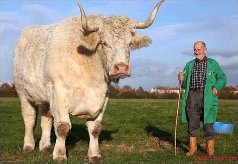 This gigantic bull from England named “Field Marshall” weighs in at an outstanding 3,689 pounds ...