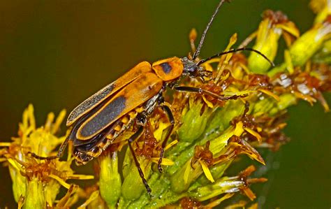 Beetle Identification: A Guide to Common Species (With Photos) - Owlcation