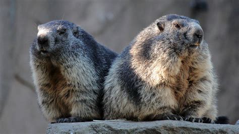 Alpine marmots by PieniElukka on DeviantArt