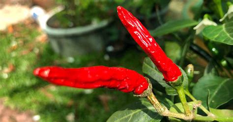 How to Plant and Grow Hot Peppers | Gardener's Path