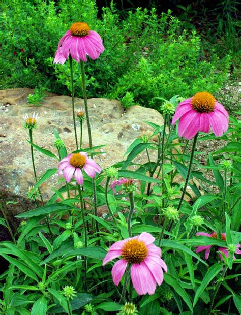 Purple coneflower info - polizmix