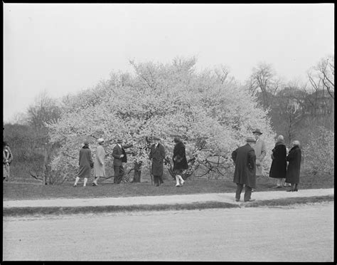 Arnold Arboretum cherry blossoms - Digital Commonwealth