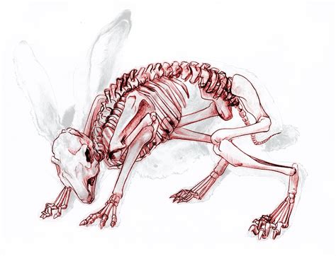 Moiling: 05.12 | Anatomy art, Animal skeletons, Rabbit anatomy