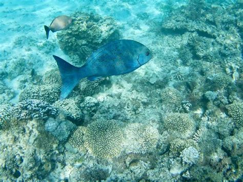 Lord Howe Island: Snorkeling in the Lagoon – Travel2Unlimited