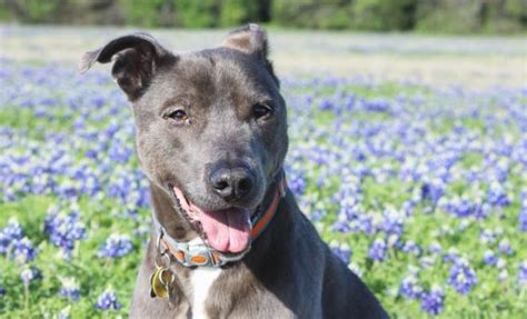 Do You Know What was Named the Official Dog Breed of Texas?