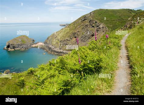 The Cardigan Bay coastal path between Llangrannog and Penbryn beach on a summer afternoon Wales ...