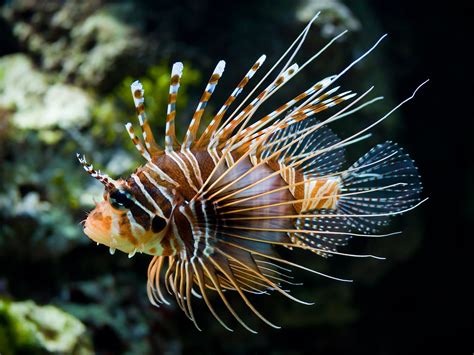 Seven Colorful Aquarium Fishes with Unique Fins