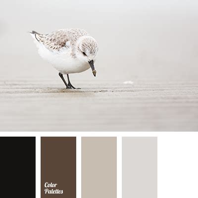 white and black | Color Palette Ideas