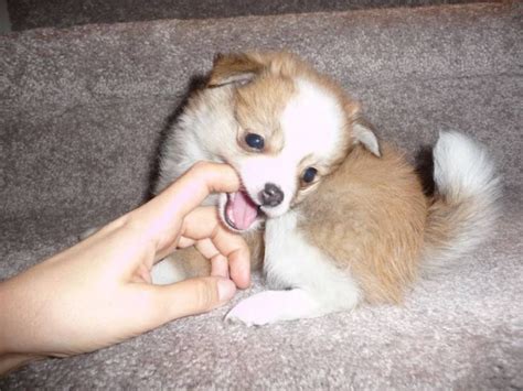 Pomchi (Pomeranian-Chihuahua mix) Info, Temperament, Puppies, Pictures