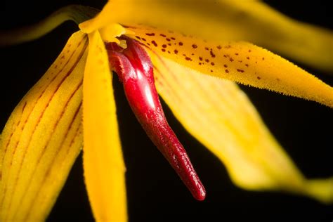 [Surigao Mindanao Island, Philippines] Bulbophyllum willia… | Flickr