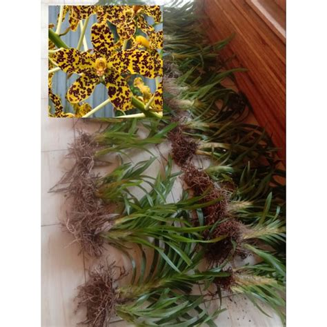 Jual Anggrek tebu / grammatophyllum speciosum / anggrek harimau ...