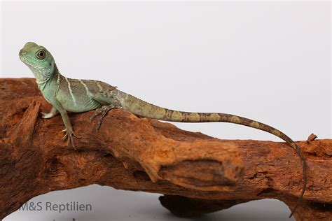 Agamas | Lizards | Livestock | M&S Reptiles - The Reptiles Expert