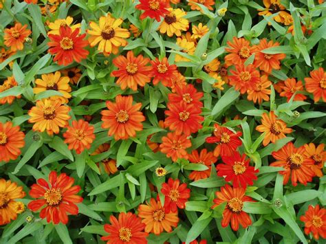 Zinnia Profusion Orange | All-America Selections