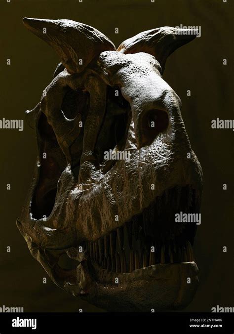 Carnotaurus skull hi-res stock photography and images - Alamy