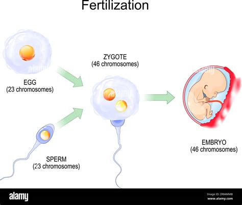 Fertilization. Fertilisation. Zygote is egg plus sperm. Fusion of two ...