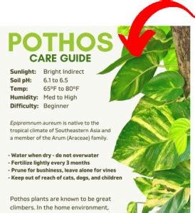 Pothos Plant Care Basics (Printable Guide) - HerbSpeak