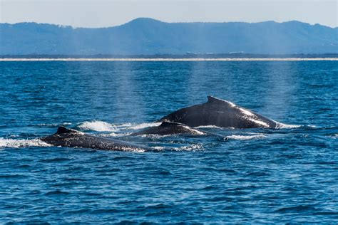 Newport beach whale watching - daseonestop