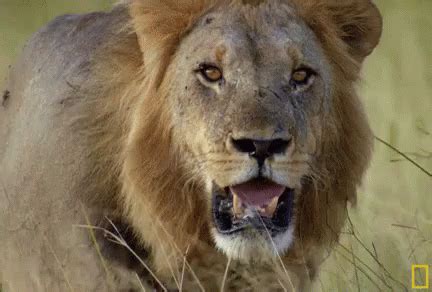 Tired Lion GIF - SavageKingdom SavageKingdomGIFs Lion - Discover ...