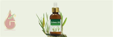 Calamus Oil – Essential Oils