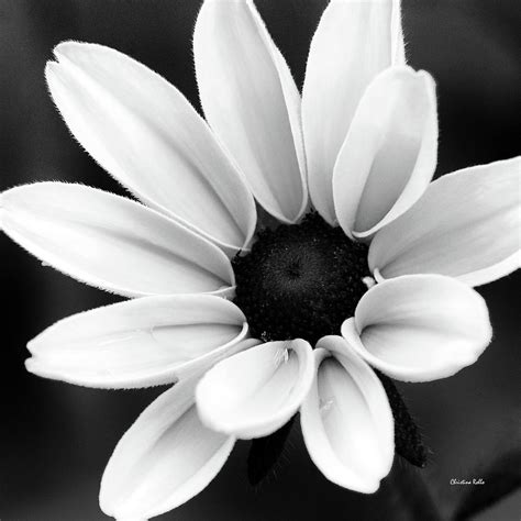 Fajarv: Photography Black And White Images Of Flowers