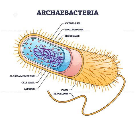 Archaebacteria inner and outer anatomical bacteria structure outline ...