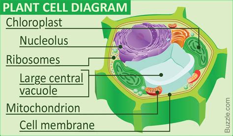 Cell Membrane Function In Plant Cell